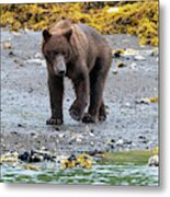 Coastal Brown Bear In Kukak Bay Alaska Metal Print