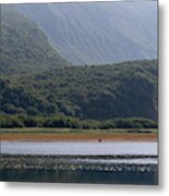 Coastal Brown Bear On A Distant Shore Metal Print