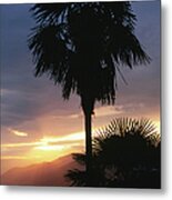 Coastal Palms Above Camogli Silhouetted Metal Print