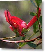 Cockies Tongue Templetonia Retusa Metal Print