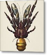 Coconut Crab  Birgus Latroi  Illustrated By Charles Dessalines D' Orbigny  1806-1876 Metal Print