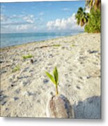 Coconut Sprout Metal Print
