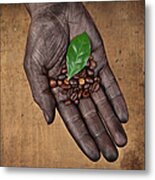 Coffee Beans In Human Hand Metal Print