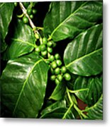 Coffee Beans Metal Print