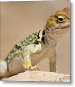 Collared Lizard In Hovenweep Metal Print