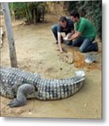 Collecting Eggs From A Nile Crocodile Metal Print