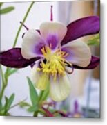 Colorado Columbine Metal Print