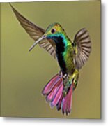 Colorful Humming Bird Metal Print