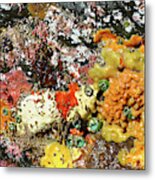 Colorful Ocean Sponges At Low Tide Oregon Usa Metal Print
