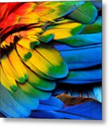 Colorful Of Scarlet Macaw Birds Metal Print