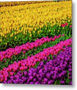 Colorful Rows Of Spring Tulips Metal Print
