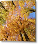 Colorful Trees In Fall Metal Print