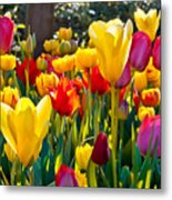 Colorful Tulips In The Park Spring Metal Print