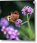 Common Buckeye Butterfly In 2015 Metal Print