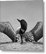 Common Loon In Black And White Metal Print