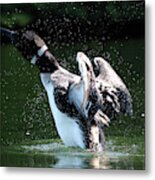 Common Loon Stretching Metal Print