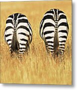 Common Zebra Behinds Metal Print