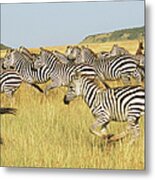 Common Zebra Herd Galloping Metal Print