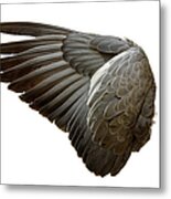 Complete Wing Of Grey Bird Isolated On Metal Print