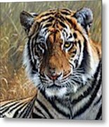 Contemplation - Tiger Portrait Metal Print