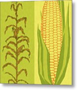 Corn Stalk And Corncob Metal Poster