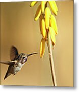 Costas Hummingbird At Yellow Desert Metal Print