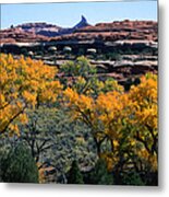 Cottonwoods Along Squaw Creek At The Metal Print