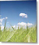Countryside Wheat Field And Blue Sky Metal Print