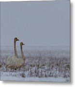 Couple Of Swans Under The Snow Metal Print