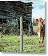 Cow By The Old Barn, Earlville Ny Metal Print