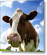 Cow Sticking Its Tongue Out Metal Print