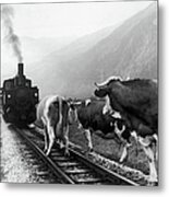Cows In Tyrol In Austria In 1969 Metal Print