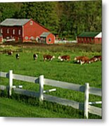 Cows On Green Field Pasture With White Metal Print