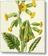 Cowslip Metal Print