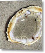 Crab Shell And Bubbles Metal Print