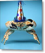 Crab Wearing Birthday Party Hat Metal Print