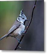 Crested Tit On A Twig Metal Print