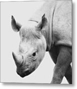 Critically Endangered Black Rhinoceros Metal Print