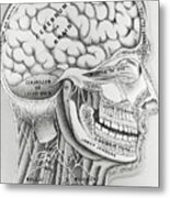 Cross Section Picture Of The Human Brain Metal Print