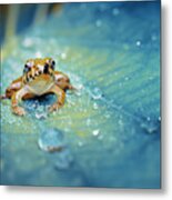 Crystal Guard Metal Print