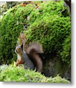 Curious Squirrel Metal Print