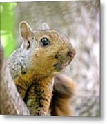 Cute Funny Head Squirrel Metal Print