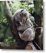 Cute Koala Metal Print