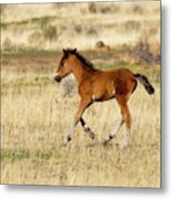 Cute Wild Bay Foal Galloping Across A Field Metal Print