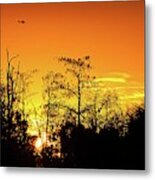 Cypress Swamp Sunset 3 Metal Print