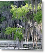 Cypress Swamp With Great Blue Heron Metal Print