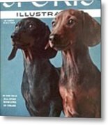 Dachshunds Sports Illustrated Cover Metal Print