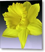 Daffodil Metal Print