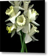 Daffodils #3 Metal Print