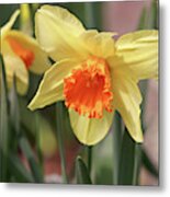 Daffodils Metal Print